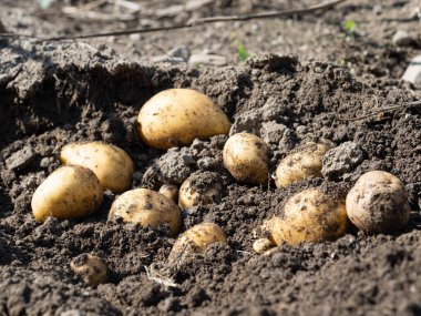 Yeni toplanmış patates yığını, tarlada Solanum tüberozum. Ev yapımı bahçedeki topraktan patates kökü topluyorum. Organik tarım, sağlıklı yiyecekler, BIO videoları, doğa konseptine dönüş..