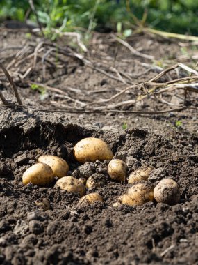 Yeni toplanmış patates yığını, tarlada Solanum tüberozum. Ev yapımı bahçedeki topraktan patates kökü topluyorum. Organik tarım, sağlıklı yiyecekler, BIO videoları, doğa konseptine dönüş..