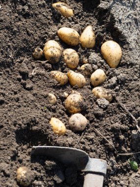 Yeni toplanmış patates yığını, tarlada çapalı Solanum tüberosum. Ev yapımı bahçedeki topraktan patates kökü topluyorum. Organik tarım, sağlıklı yiyecekler, BIO videoları, doğa konseptine dönüş..