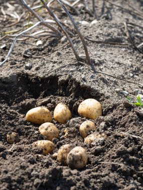 Yeni toplanmış patates yığını, tarlada Solanum tüberozum. Ev yapımı bahçedeki topraktan patates kökü topluyorum. Organik tarım, sağlıklı yiyecekler, BIO videoları, doğa konseptine dönüş..