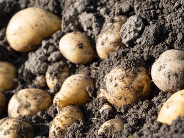 Yeni toplanmış patates yığını, tarlada Solanum tüberozum. Ev yapımı bahçedeki topraktan patates kökü topluyorum. Organik tarım, sağlıklı yiyecekler, BIO videoları, doğa konseptine dönüş..