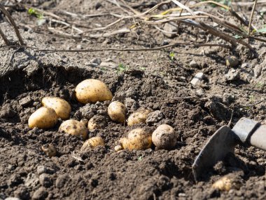 Yeni toplanmış patates yığını, tarlada çapalı Solanum tüberosum. Ev yapımı bahçedeki topraktan patates kökü topluyorum. Organik tarım, sağlıklı yiyecekler, BIO videoları, doğa konseptine dönüş..