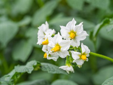 Patates bitkisinin beyaz çiçeği. Solanum tüberosum 'un güzel beyaz ve sarı çiçekleri ev yapımı bahçede yetişiyor. Kapatın. Organik tarım, sağlıklı yiyecekler, BIO virüsleri, doğaya dönüş..