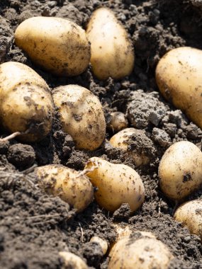 Yeni toplanmış patates yığını, tarlada Solanum tüberozum. Ev yapımı bahçedeki topraktan patates kökü topluyorum. Organik tarım, sağlıklı yiyecekler, BIO videoları, doğa konseptine dönüş..