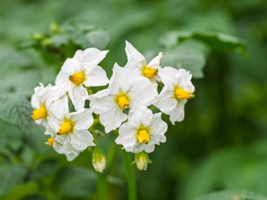 Patates bitkisinin beyaz çiçeği. Solanum tüberosum 'un güzel beyaz ve sarı çiçekleri ev yapımı bahçede yetişiyor. Kapatın. Organik tarım, sağlıklı yiyecekler, BIO virüsleri, doğaya dönüş..