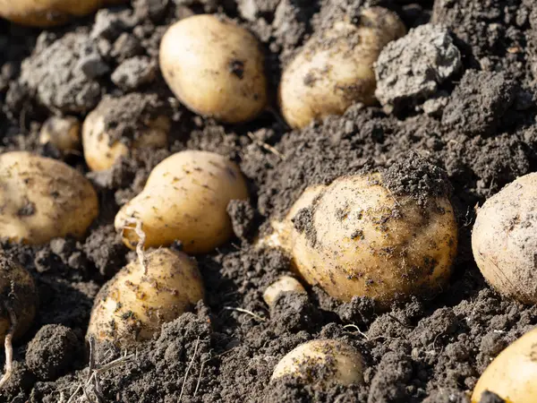 Yeni toplanmış patates yığını, tarlada Solanum tüberozum. Ev yapımı bahçedeki topraktan patates kökü topluyorum. Organik tarım, sağlıklı yiyecekler, BIO videoları, doğa konseptine dönüş..