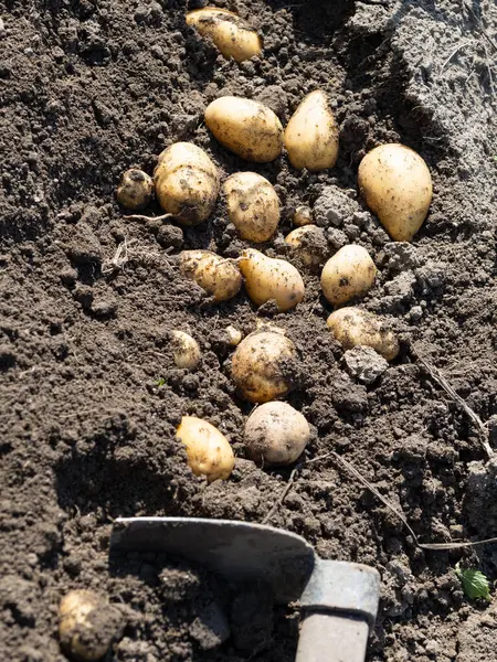 Yeni toplanmış patates yığını, tarlada çapalı Solanum tüberosum. Ev yapımı bahçedeki topraktan patates kökü topluyorum. Organik tarım, sağlıklı yiyecekler, BIO videoları, doğa konseptine dönüş..