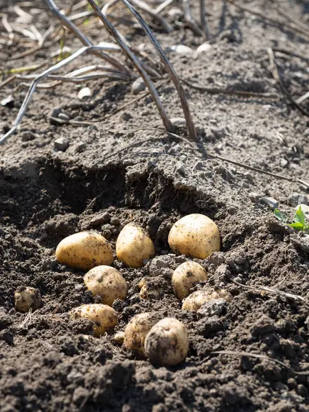 Yeni toplanmış patates yığını, tarlada Solanum tüberozum. Ev yapımı bahçedeki topraktan patates kökü topluyorum. Organik tarım, sağlıklı yiyecekler, BIO videoları, doğa konseptine dönüş..