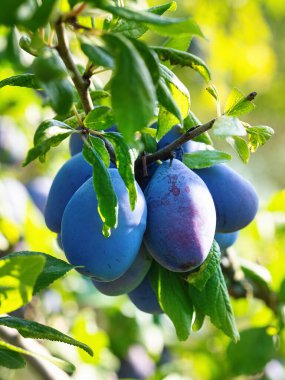 Ağacın dalında olgun erik meyvesi (Prunus domestica). Ev yapımı bahçede yetişen taze meyveler. Yakın plan. Organik tarım, sağlıklı yiyecekler, BIO videoları, doğa konseptine dönüş..