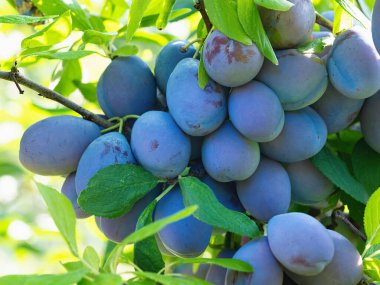 Ağacın dalında olgun erik meyvesi (Prunus domestica). Ev yapımı bahçede yetişen taze meyveler. Yakın plan. Organik tarım, sağlıklı yiyecekler, BIO videoları, doğa konseptine dönüş..