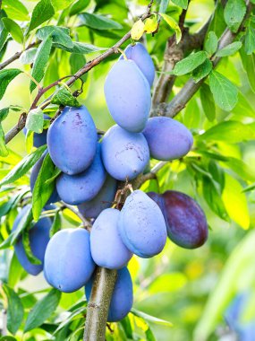 Ripe plum fruit (Prunus domestica) on branch of tree. Fresh bunch of natural fruits growing in homemade garden. Close-up. Organic farming, healthy food, BIO viands, back to nature concept.