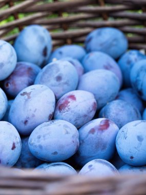 Tahta sepette toplanan olgun erik meyvesi (Prunus domestica) yığını. Ev yapımı bahçeden taze doğal meyve deseni. Yakın plan. Organik tarım, sağlıklı yiyecekler, BIO videoları, doğa konseptine dönüş.