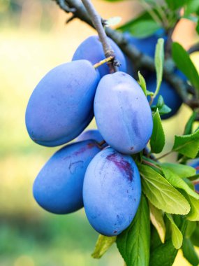 Ağacın dalında olgun erik meyvesi (Prunus domestica). Ev yapımı bahçede yetişen taze meyveler. Yakın plan. Organik tarım, sağlıklı yiyecekler, BIO videoları, doğa konseptine dönüş..