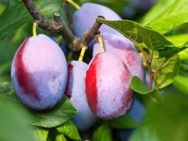 Ağacın dalında olgun erik meyvesi (Prunus domestica). Ev yapımı bahçede yetişen taze meyveler. Yakın plan. Organik tarım, sağlıklı yiyecekler, BIO videoları, doğa konseptine dönüş..