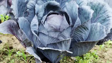 Taze taze kırmızı lahana (Brassica oleracea) başı ve 4K VIDEO 'daki ev yapımı bahçede birçok yaprak yetişiyor. Yakın plan. Organik tarım, sağlıklı yiyecekler, BIO videoları, doğa konseptine dönüş..