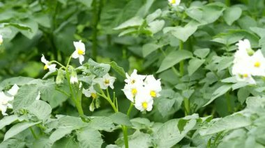 4K VIDEO 'da çiçek açan patates bitkisinin beyaz çiçeği. Bahçede büyüyen Solanum tüberosum 'un güzel beyaz ve sarı çiçekleri. Kapatın. Organik tarım, sağlıklı yiyecekler, BIO virüsleri, doğaya dönüş..