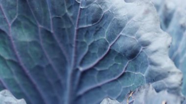 Kırmızı lahana arka planının ayrıntıları - 4K VIDEO 'daki makro. Damarlı mor lahana yaprağı (Brassica oleracea) dokusu. Yakın plan. Organik tarım, sağlıklı yiyecekler, BIO videoları, doğa konseptine dönüş..