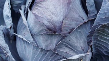 Taze taze kırmızı lahana (Brassica oleracea) başı ve 4K VIDEO 'daki ev yapımı bahçede birçok yaprak yetişiyor. Yakın plan. Organik tarım, sağlıklı yiyecekler, BIO videoları, doğa konseptine dönüş..