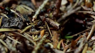 Orman karınca işçileri (Formica Rufa) 4K VIDEO 'daki dev karınca yuvasında sürünüyorlar. Yakın plan. Çam ağacı iğnelerinden yapılmış bir yuva yapısı. Doğal ortamda karıncalar için ev.