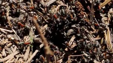 Orman karınca işçileri (Formica Rufa) Yavaş Hareket videosundaki dev karınca yuvasında sürünüyorlar. Yakın plan. Çam ağacı iğnelerinden yapılmış bir yuva yapısı. Karıncaların doğal ortamdaki yuvası. Çeyrek hız.