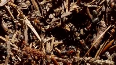 Orman karınca işçileri (Formica Rufa) 4K VIDEO 'daki dev karınca yuvasında sürünüyorlar. Yakın plan. Çam ağacı iğnelerinden yapılmış bir yuva yapısı. Doğal ortamda karıncalar için ev.
