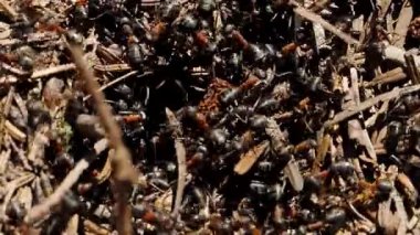 Orman karınca işçileri (Formica Rufa) Yavaş Hareket videosundaki dev karınca yuvasında sürünüyorlar. Yakın plan. Çam ağacı iğnelerinden yapılmış bir yuva yapısı. Karıncaların doğal ortamdaki yuvası. Çeyrek hız.