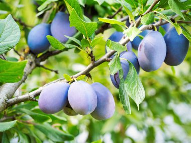 Ağacın dalında olgun erik meyvesi (Prunus domestica). Ev yapımı bahçede yetişen taze meyveler. Yakın plan. Organik tarım, sağlıklı yiyecekler, BIO videoları, doğa konseptine dönüş..