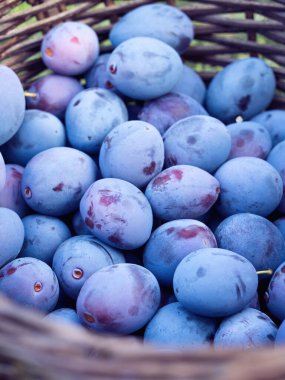 Tahta sepette toplanan olgun erik meyvesi (Prunus domestica) yığını. Ev yapımı bahçeden taze doğal meyve deseni. Yakın plan. Organik tarım, sağlıklı yiyecekler, BIO videoları, doğa konseptine dönüş.