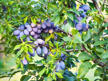 Ağacın dalında olgun erik meyvesi (Prunus domestica). Ev yapımı bahçede yetişen taze meyveler. Yakın plan. Organik tarım, sağlıklı yiyecekler, BIO videoları, doğa konseptine dönüş..