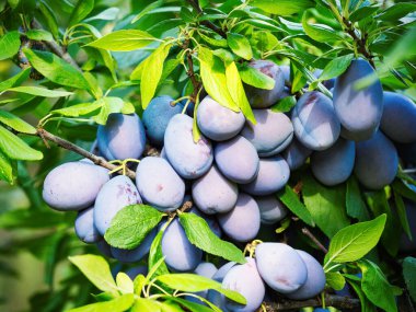 Ağacın dalında olgun erik meyvesi (Prunus domestica). Ev yapımı bahçede yetişen taze meyveler. Yakın plan. Organik tarım, sağlıklı yiyecekler, BIO videoları, doğa konseptine dönüş..