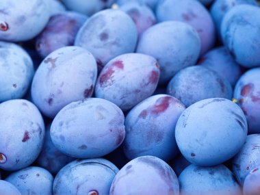 Tahta sepette toplanan olgun erik meyvesi (Prunus domestica) yığını. Ev yapımı bahçeden taze doğal meyve deseni. Yakın plan. Organik tarım, sağlıklı yiyecekler, BIO videoları, doğa konseptine dönüş.