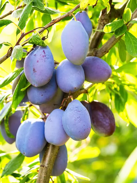 Ağacın dalında olgun erik meyvesi (Prunus domestica). Ev yapımı bahçede yetişen taze meyveler. Yakın plan. Organik tarım, sağlıklı yiyecekler, BIO videoları, doğa konseptine dönüş..