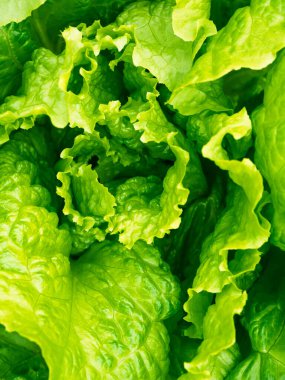 Taze taze lahana başı (Lactuca sativa) ve ev yapımı bahçede bir sürü yaprak yetişiyor. Yakın plan. Organik tarım, sağlıklı yiyecekler, BIO videoları, doğa konseptine dönüş..