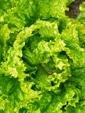 Taze taze lahana başı (Lactuca sativa) ve ev yapımı bahçede bir sürü yaprak yetişiyor. Yakın plan. Organik tarım, sağlıklı yiyecekler, BIO videoları, doğa konseptine dönüş..