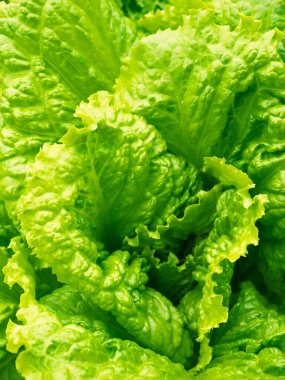 Taze taze lahana başı (Lactuca sativa) ve ev yapımı bahçede bir sürü yaprak yetişiyor. Yakın plan. Organik tarım, sağlıklı yiyecekler, BIO videoları, doğa konseptine dönüş..