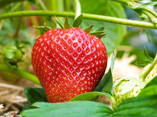 Taze toplanmış olgun çilek yığını (Fragaria ananassa). Tam kare. Yeşil yapraklı çilek kırmızısı meyvesi topluyorum. Organik tarım, sağlıklı yiyecekler, BIO videoları, doğa konseptine dönüş..