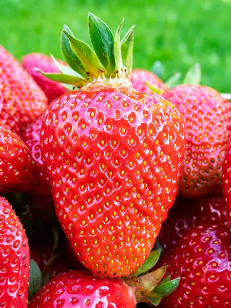 Taze toplanmış olgun çilek yığını (Fragaria ananassa). Tam kare. Yeşil yapraklı çilek kırmızısı meyvesi topluyorum. Organik tarım, sağlıklı yiyecekler, BIO videoları, doğa konseptine dönüş..