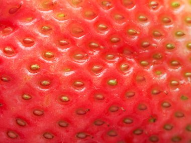 Tohumları gösteren kırmızı olgun çileğe (Fragaria ananassa) yakın çekim. Taze meyve dokusunun detaylı yüzey makro görüntüsü. Organik tarım, sağlıklı yiyecekler, BIO videoları, doğa konseptine dönüş..