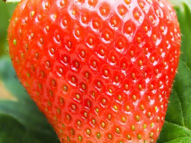 Tohumları gösteren kırmızı olgun çileğe (Fragaria ananassa) yakın çekim. Taze meyve dokusunun detaylı yüzey makro görüntüsü. Organik tarım, sağlıklı yiyecekler, BIO videoları, doğa konseptine dönüş..
