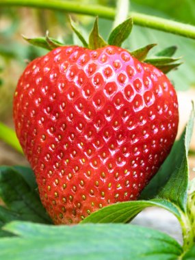 Bahçede yetişen kırmızı olgun çileğe (Fragaria ananassa) yakın plan. Yeşil yapraklı taze meyve ayrıntıları. Organik tarım, sağlıklı yiyecekler, BIO videoları, doğa konseptine dönüş..