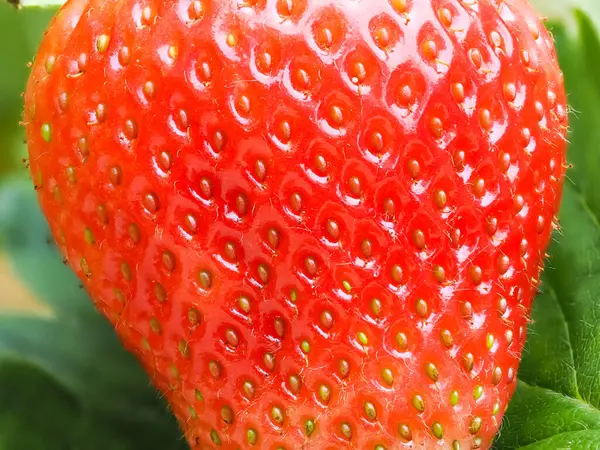 Tohumları gösteren kırmızı olgun çileğe (Fragaria ananassa) yakın çekim. Taze meyve dokusunun detaylı yüzey makro görüntüsü. Organik tarım, sağlıklı yiyecekler, BIO videoları, doğa konseptine dönüş..