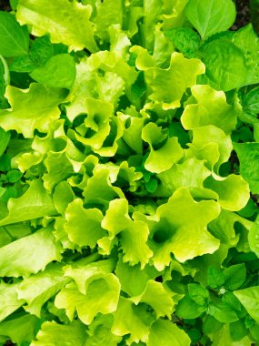 Taze taze lahana başı (Lactuca sativa) ve ev yapımı bahçede bir sürü yaprak yetişiyor. Yakın plan. Organik tarım, sağlıklı yiyecekler, BIO videoları, doğa konseptine dönüş..