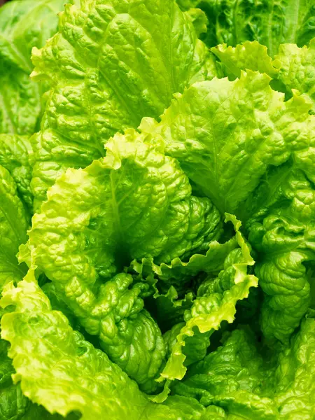 Taze taze lahana başı (Lactuca sativa) ve ev yapımı bahçede bir sürü yaprak yetişiyor. Yakın plan. Organik tarım, sağlıklı yiyecekler, BIO videoları, doğa konseptine dönüş..