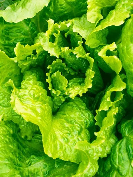 Taze taze lahana başı (Lactuca sativa) ve ev yapımı bahçede bir sürü yaprak yetişiyor. Yakın plan. Organik tarım, sağlıklı yiyecekler, BIO videoları, doğa konseptine dönüş..