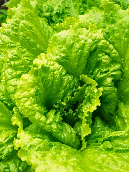 Taze taze lahana başı (Lactuca sativa) ve ev yapımı bahçede bir sürü yaprak yetişiyor. Yakın plan. Organik tarım, sağlıklı yiyecekler, BIO videoları, doğa konseptine dönüş..
