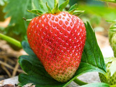 Bahçede yetişen kırmızı olgun çileğe (Fragaria ananassa) yakın plan. Yeşil yapraklı taze meyve ayrıntıları. Organik tarım, sağlıklı yiyecekler, BIO videoları, doğa konseptine dönüş..