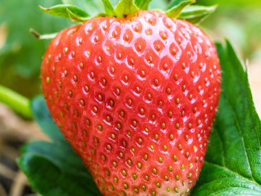 Bahçede yetişen kırmızı olgun çileğe (Fragaria ananassa) yakın plan. Yeşil yapraklı taze meyve ayrıntıları. Organik tarım, sağlıklı yiyecekler, BIO videoları, doğa konseptine dönüş..