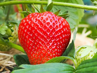 Bahçede yetişen kırmızı olgun çileğe (Fragaria ananassa) yakın plan. Yeşil yapraklı taze meyve ayrıntıları. Organik tarım, sağlıklı yiyecekler, BIO videoları, doğa konseptine dönüş..