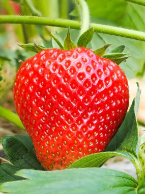 Bahçede yetişen kırmızı olgun çileğe (Fragaria ananassa) yakın plan. Yeşil yapraklı taze meyve ayrıntıları. Organik tarım, sağlıklı yiyecekler, BIO videoları, doğa konseptine dönüş..