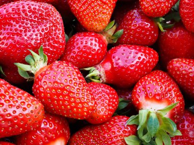 Taze toplanmış olgun çilek yığını (Fragaria ananassa). Tam kare. Yeşil yapraklı çilek kırmızısı meyvesi topluyorum. Organik tarım, sağlıklı yiyecekler, BIO videoları, doğa konseptine dönüş..